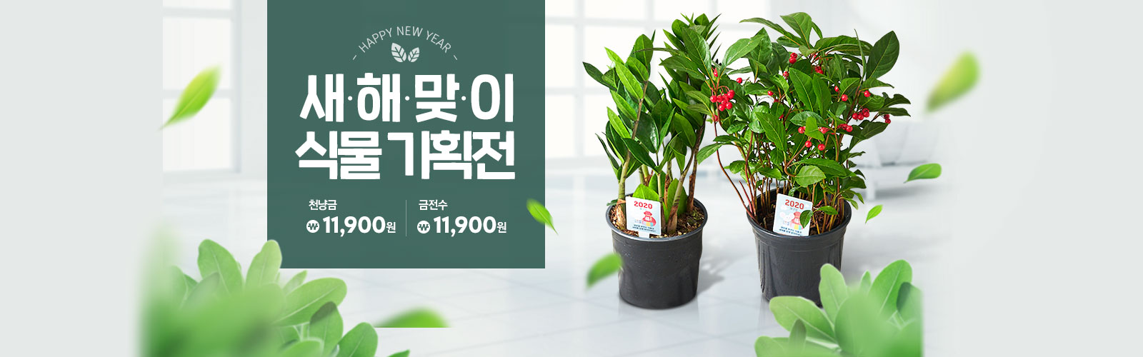 새해맞이 식물 기획전 천냥금 11,900원 , 금전수 11,900원