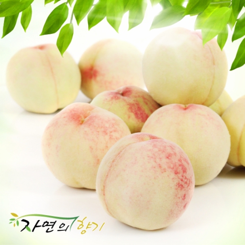 롯데마트몰 - 자연의향기 하우스 복숭아 2.5kg(12~14과) 상세정보 자연의향기 하우스 복숭아 2.5kg(12~14과)