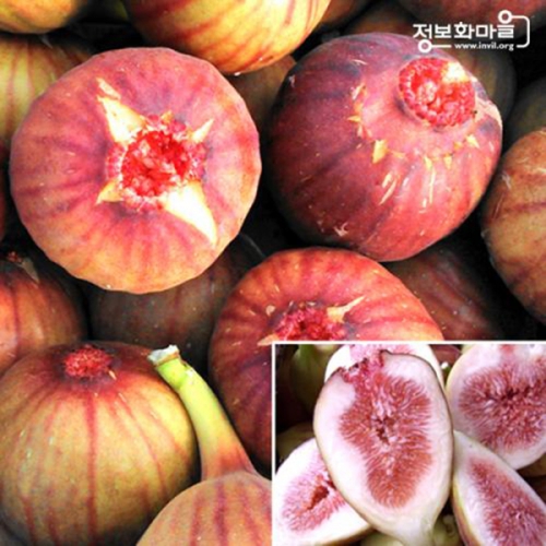 롯데마트몰 - (인빌푸드)땅끝 무화과 약 2kg(20과) 상세정보 (인빌푸드)땅끝 무화과 약 2kg(20과)